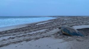 Turtle Watching